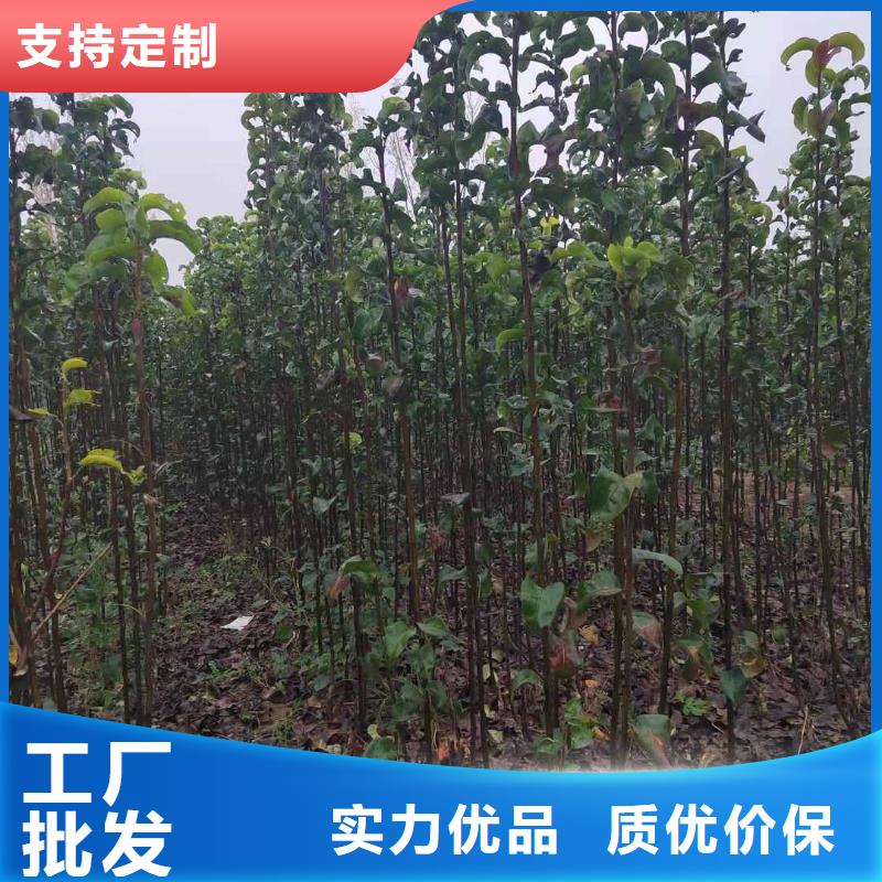 秋月梨树苗质优价廉