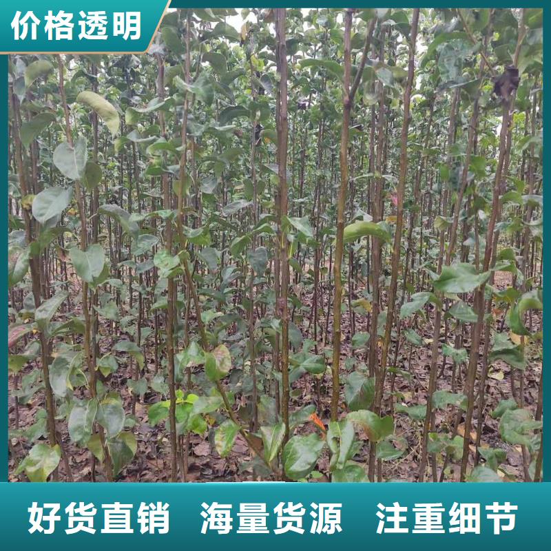 梨,北京十四号桃树苗专业生产品质保证