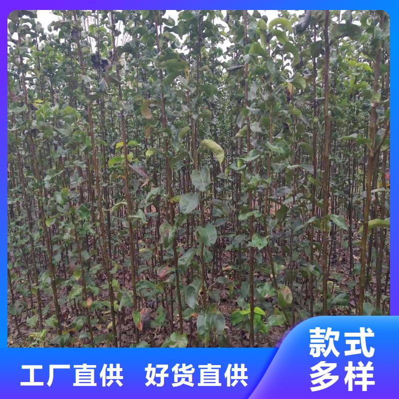 梨奥红一号梨苗源头厂源头货