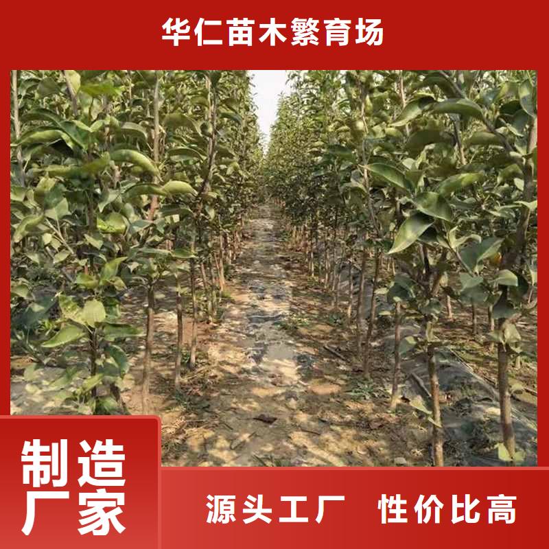 梨,北京十四号桃树苗专业生产品质保证