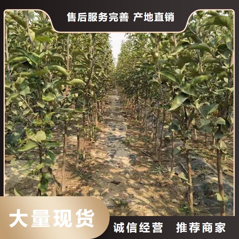 梨,海棠苗讲信誉保质量