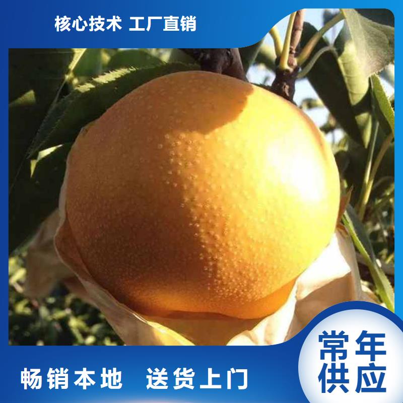 梨奥红全红梨树苗一对一为您服务