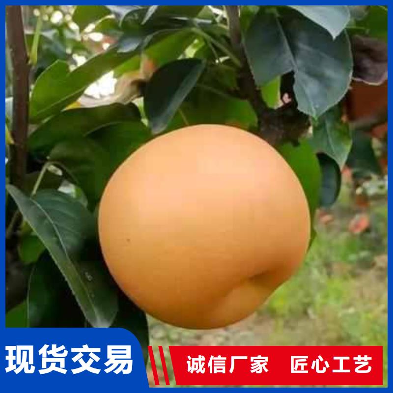 秋月梨种植苗栽培时间