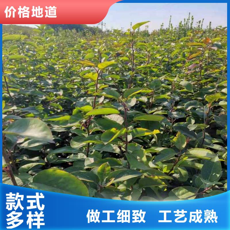 梨黄冠梨树苗定制不额外收费