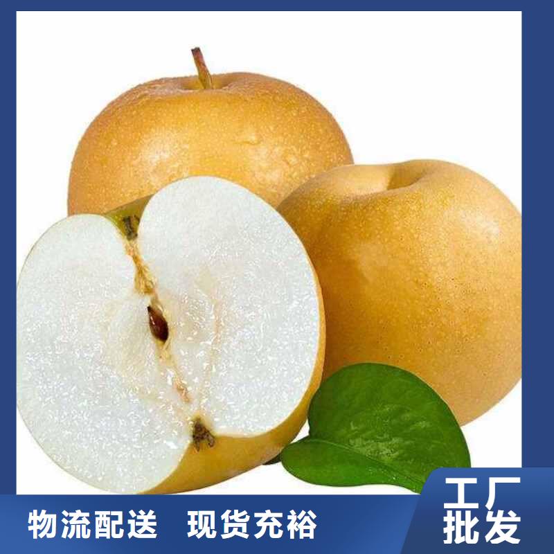 梨黄冠梨树苗定制不额外收费
