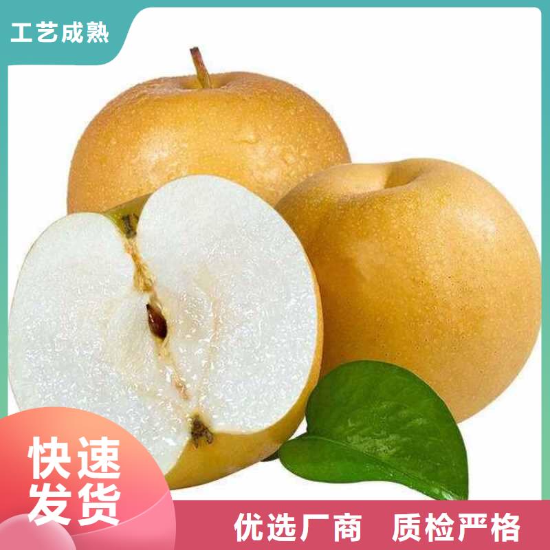 梨,北京十四号桃树苗专业生产品质保证
