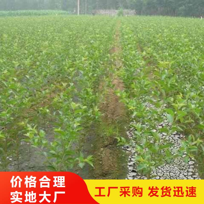 梨,北京十四号桃树苗专业生产品质保证