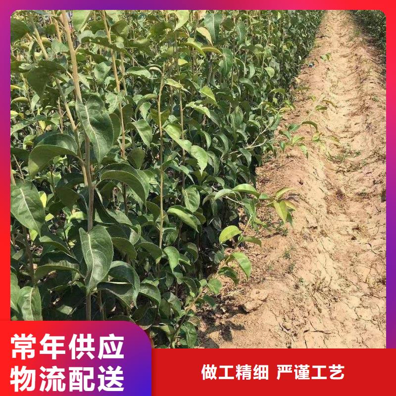 梨,北京十四号桃树苗专业生产品质保证