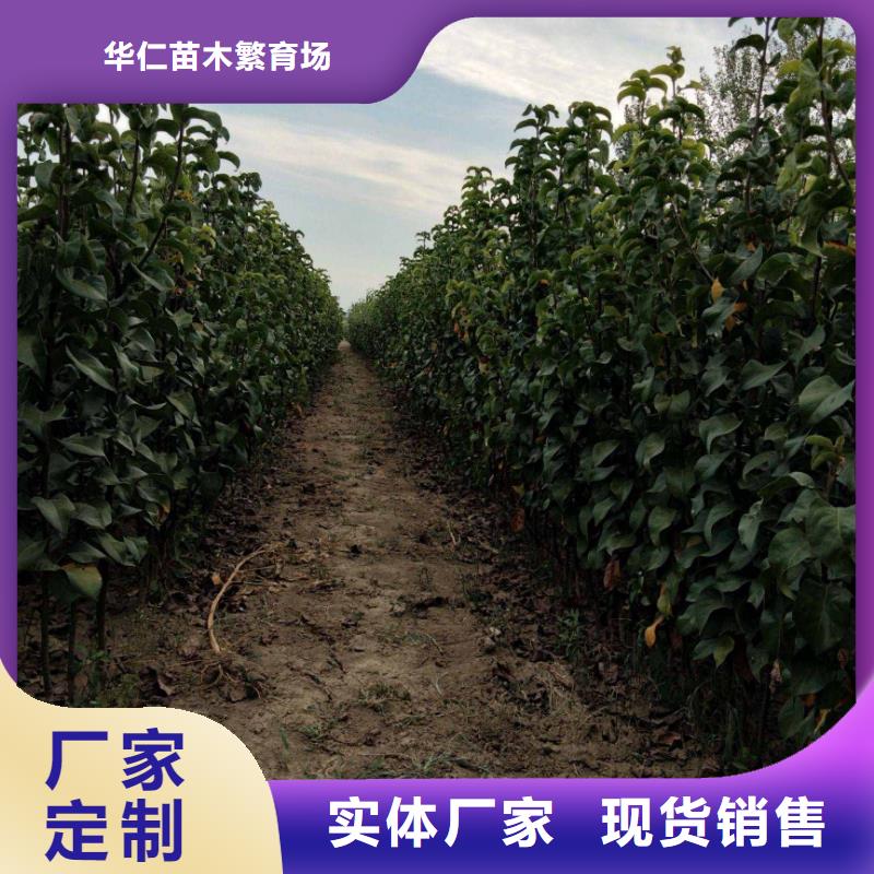 梨,北京十四号桃树苗专业生产品质保证