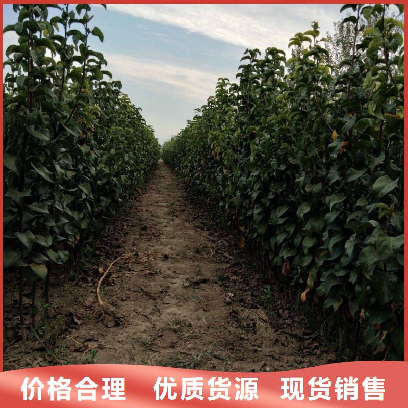 梨,海棠苗讲信誉保质量
