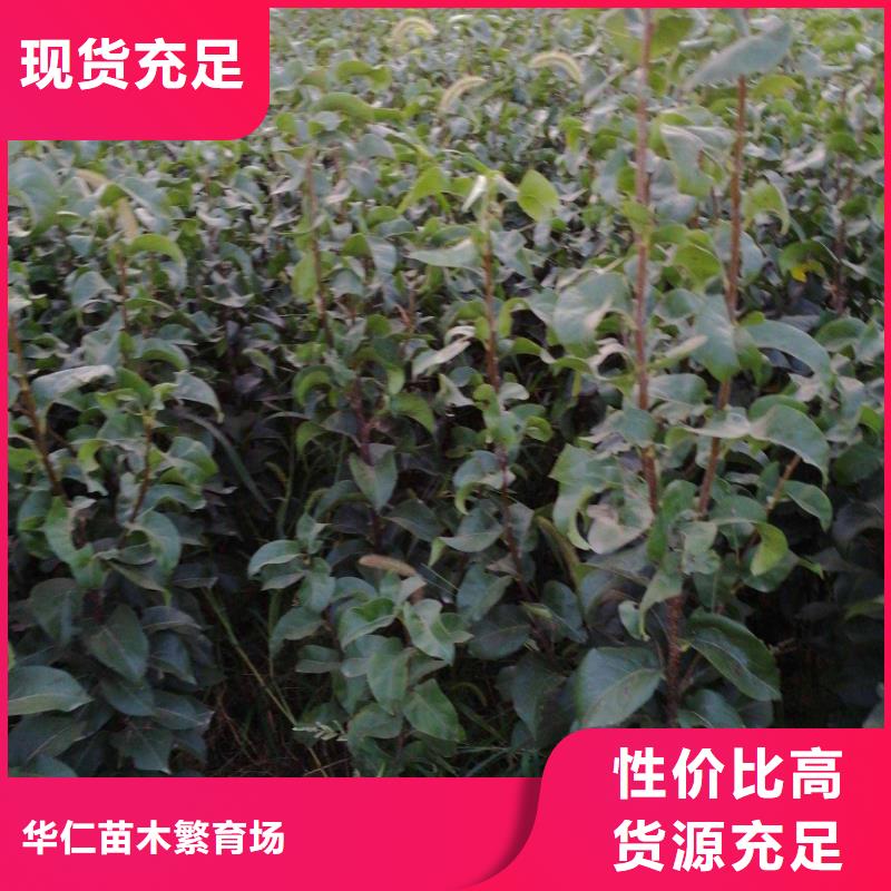 梨,北京十四号桃树苗专业生产品质保证