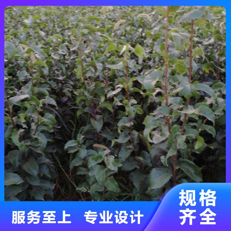 梨奥红全红梨树苗一对一为您服务