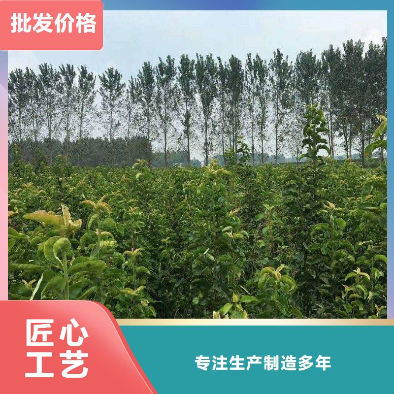 秋月梨种植苗栽培时间