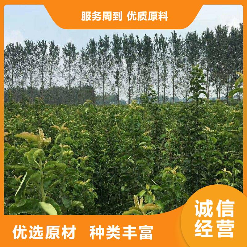 秋月梨树苗质优价廉