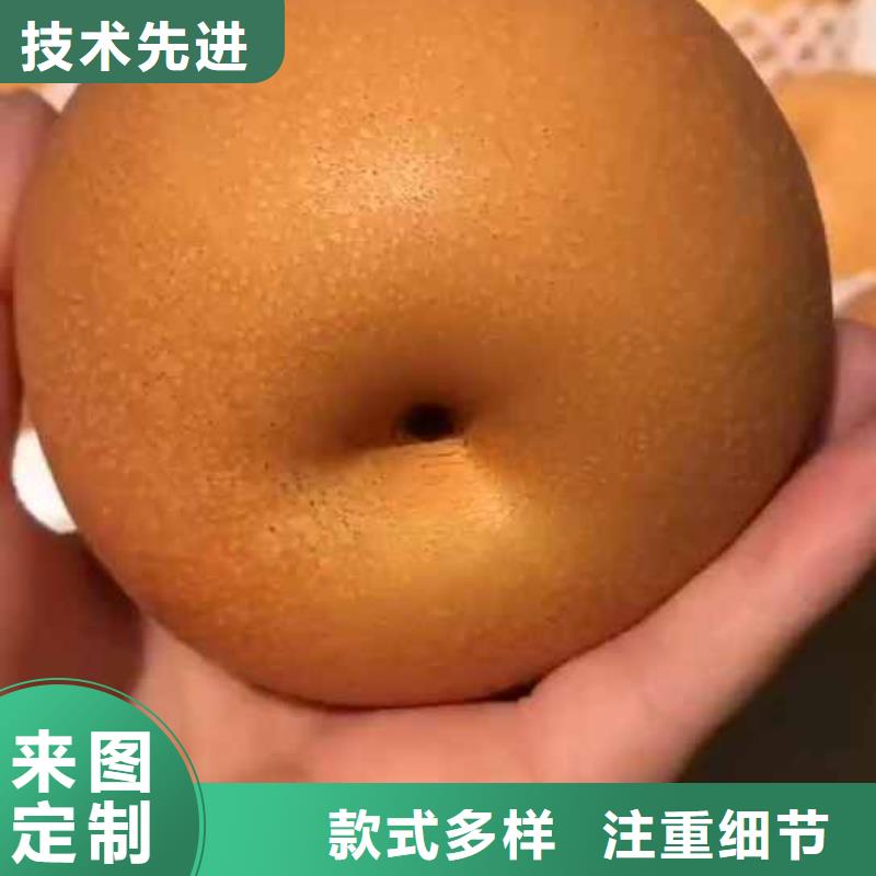 秋月梨种植苗栽培时间