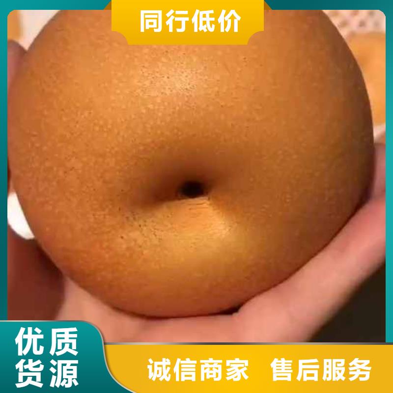 梨,北京十四号桃树苗专业生产品质保证