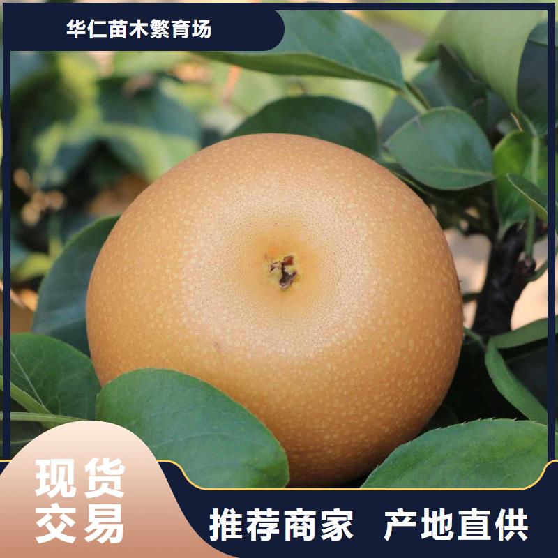 秋月梨种植苗栽培时间