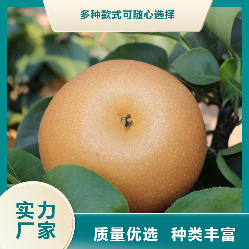 秋月梨树苗质优价廉