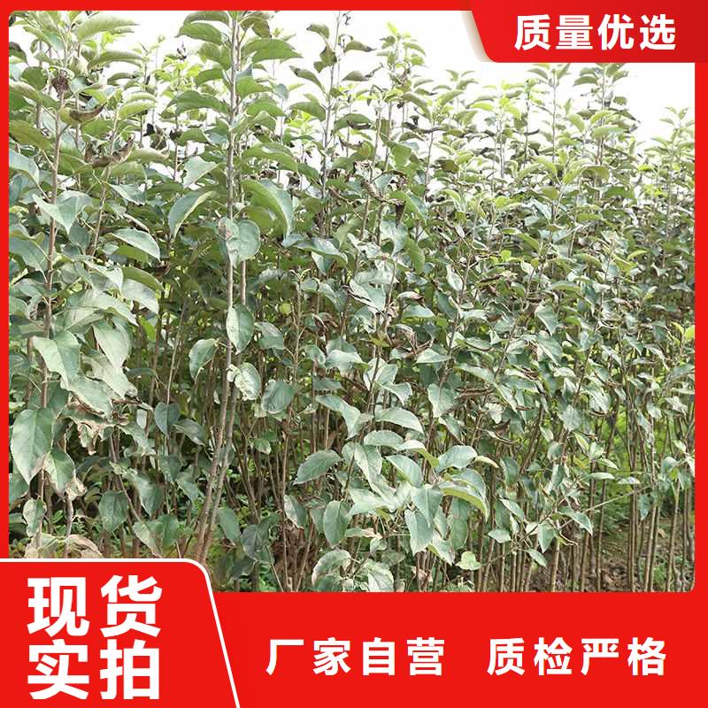 梨,北京十四号桃树苗专业生产品质保证
