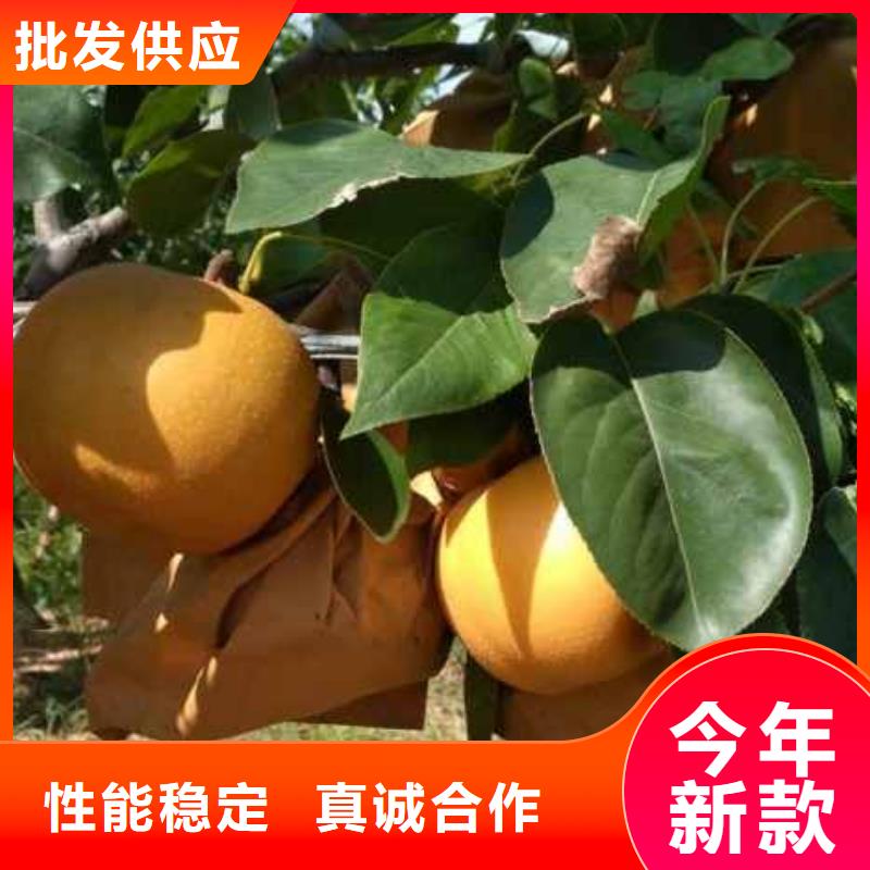 秋月梨种植苗栽培时间