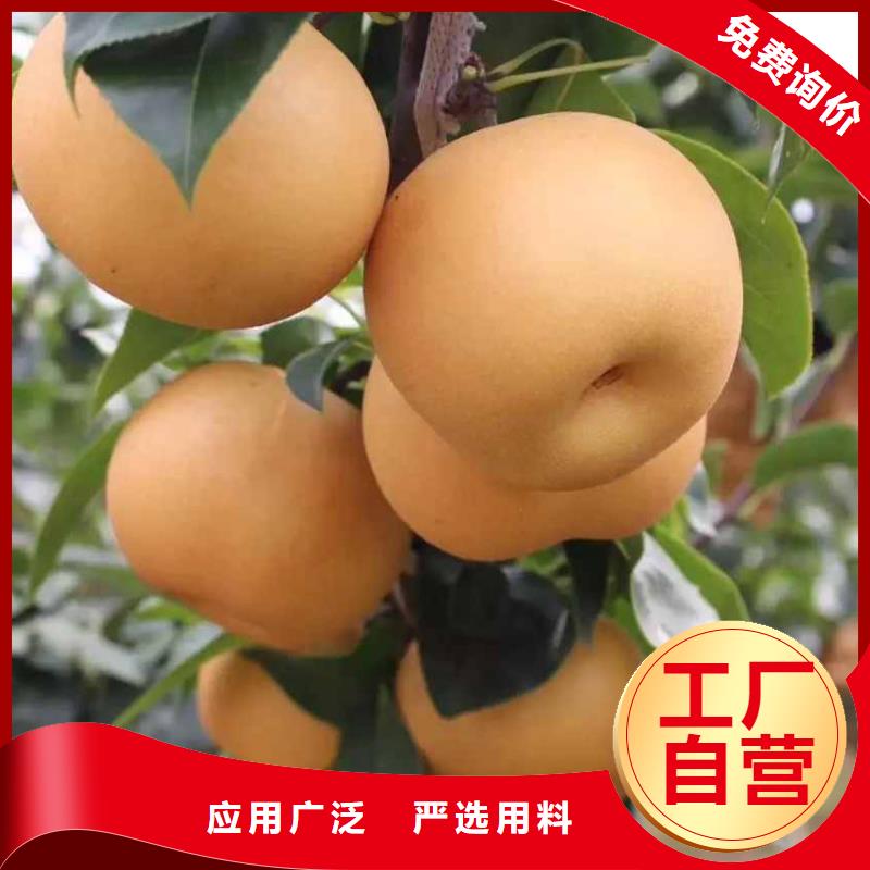 梨奥红全红梨树苗一对一为您服务