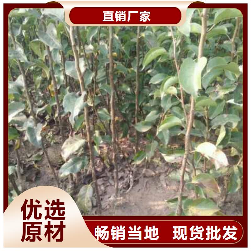 梨,北京十四号桃树苗专业生产品质保证