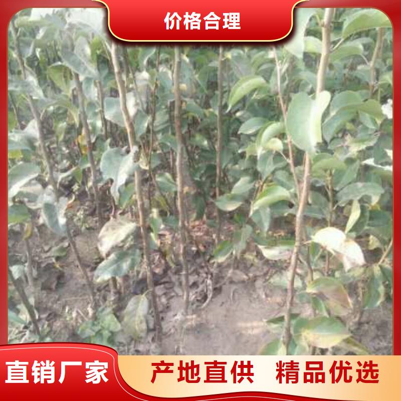 梨奥红全红梨树苗一对一为您服务