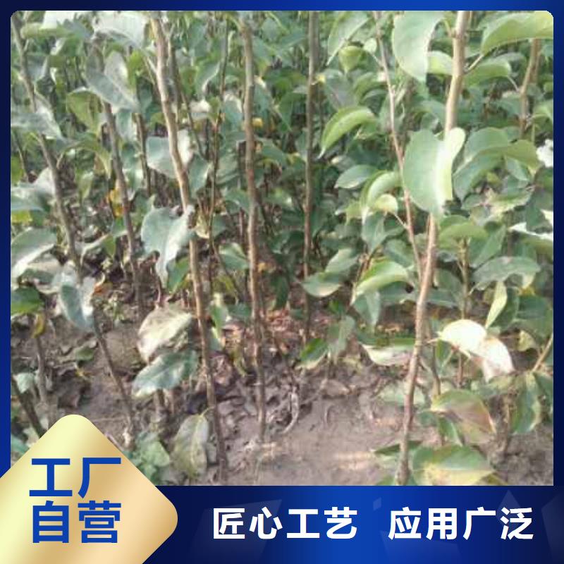 秋月梨种植苗栽培时间
