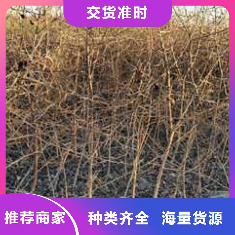 杜梨新梨7号梨树苗现货满足大量采购