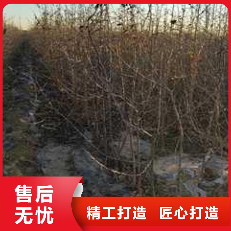 杜梨_新梨7号梨树苗源头厂家量大价优