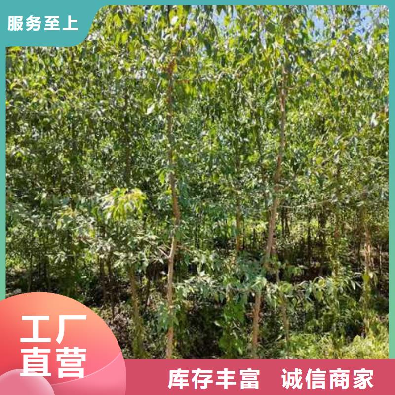杜梨_新梨7号梨树苗源头厂家量大价优