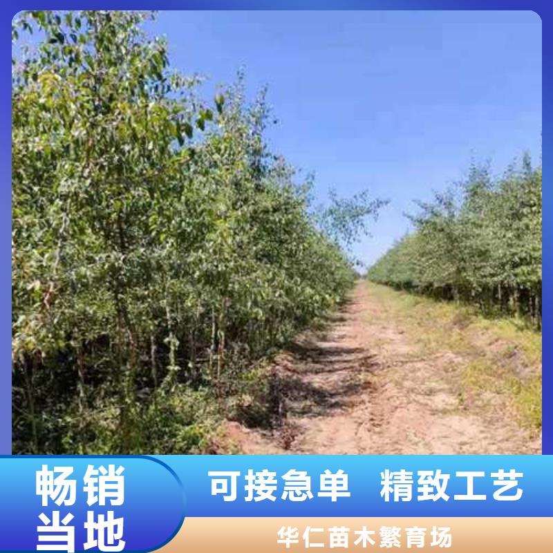 杜梨-毛桃苗品质优选