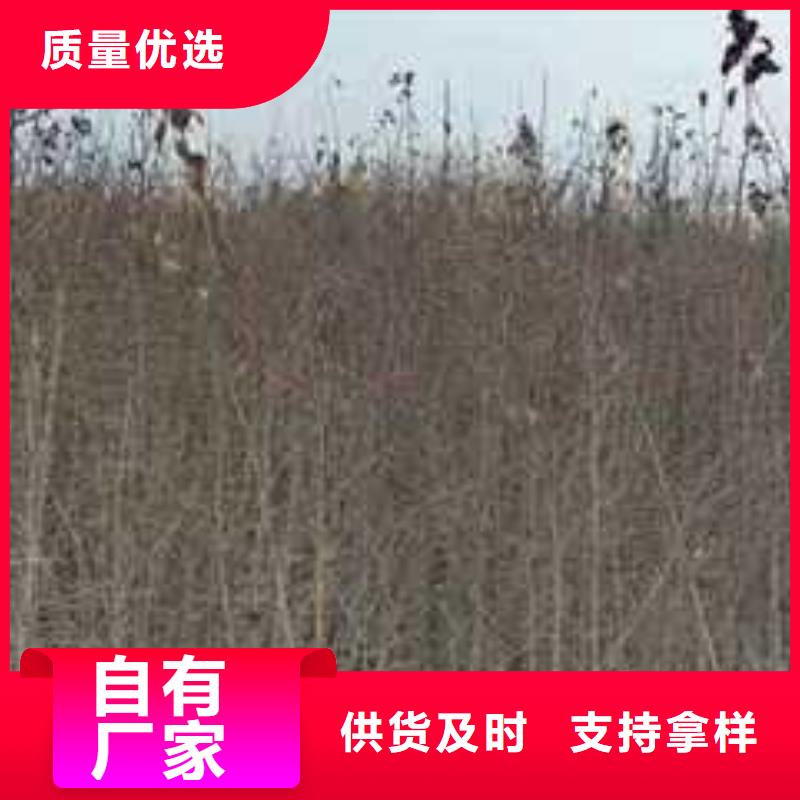 杜梨新梨7号梨树苗现货满足大量采购
