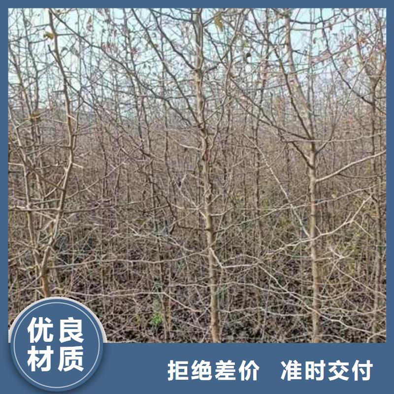 杜梨_新梨7号梨树苗源头厂家量大价优