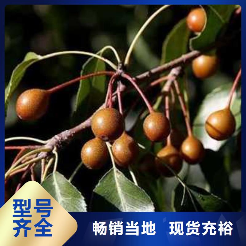 杜梨新梨7号梨树苗现货满足大量采购