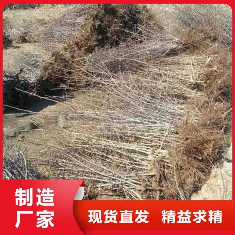 杜梨-毛桃苗品质优选