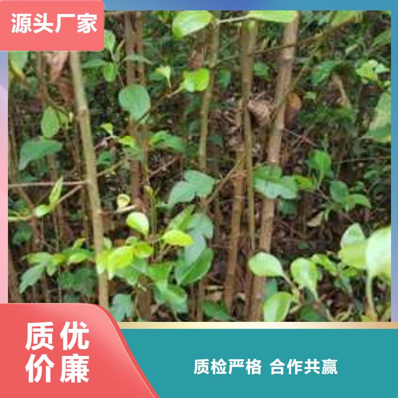 杜梨_新梨7号梨树苗源头厂家量大价优