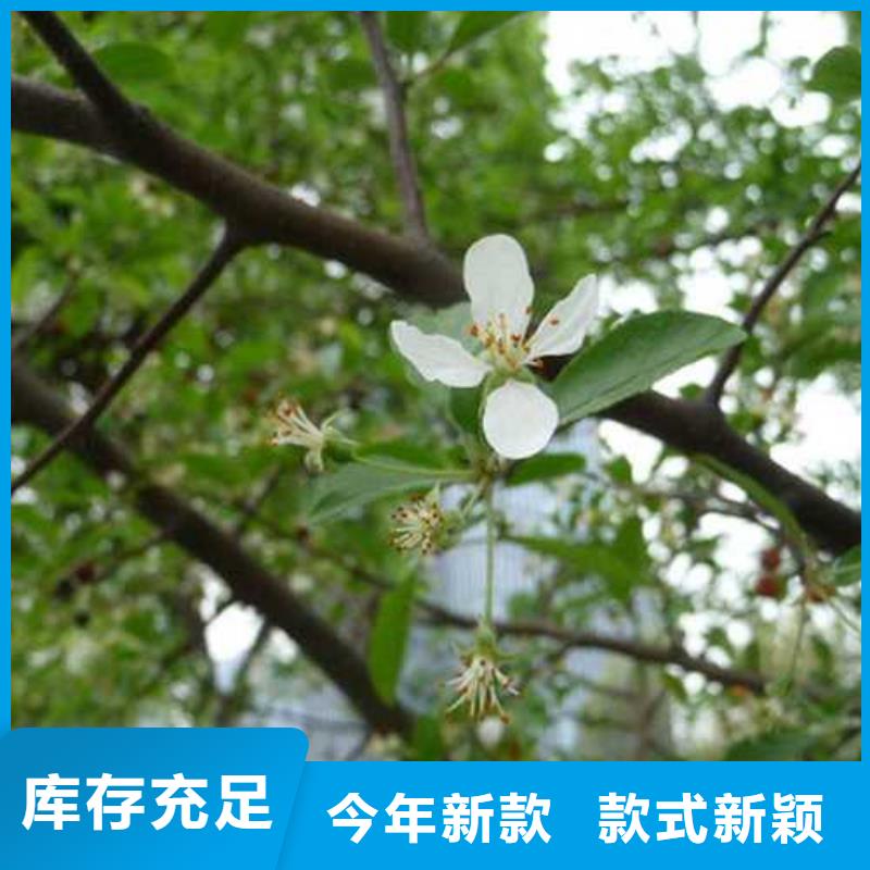 杜梨_新梨7号梨树苗源头厂家量大价优