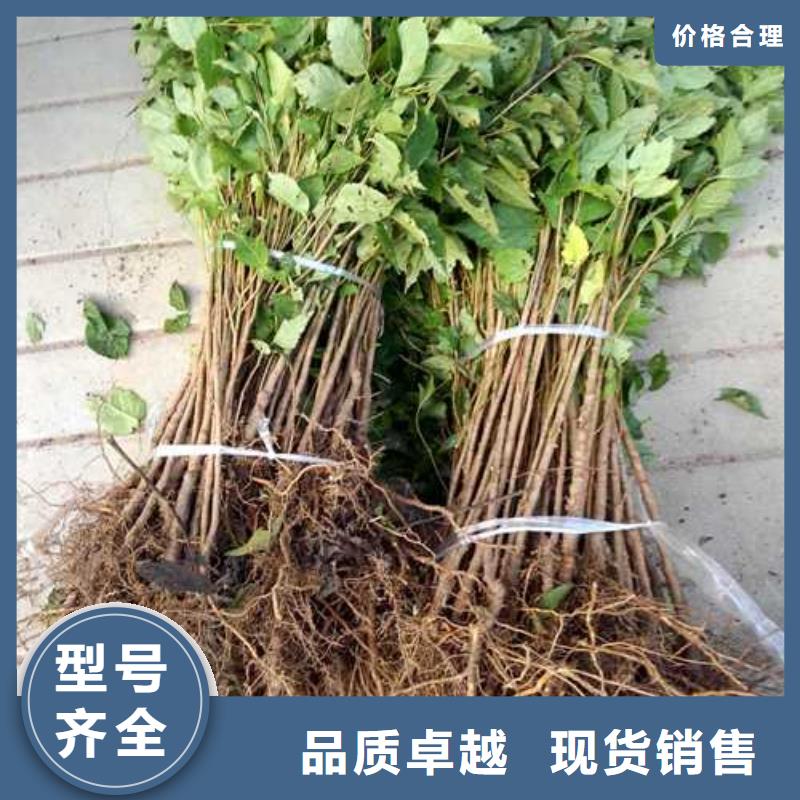杜梨_新梨7号梨树苗源头厂家量大价优