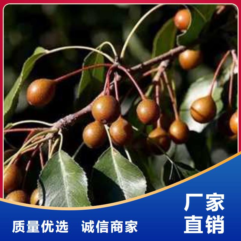 杜梨-毛桃苗品质优选