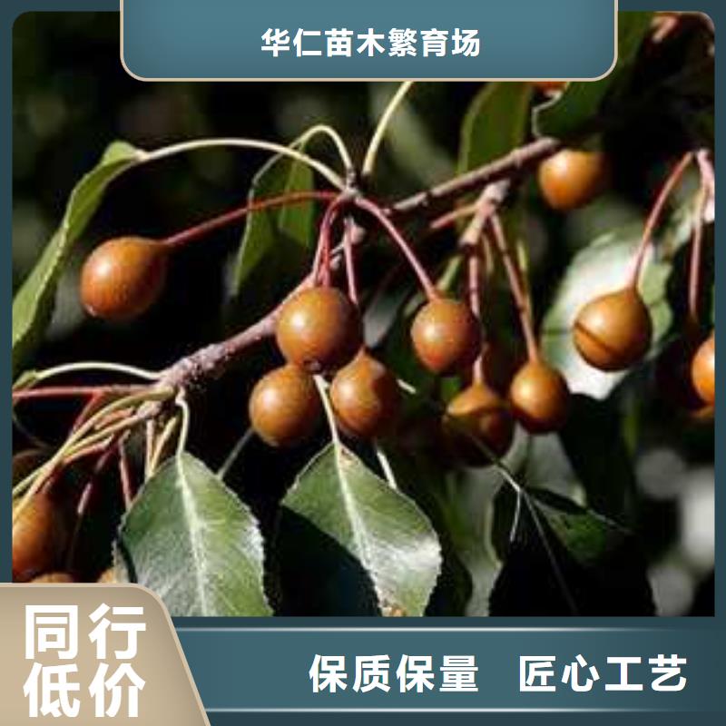 杜梨_新梨7号梨树苗源头厂家量大价优