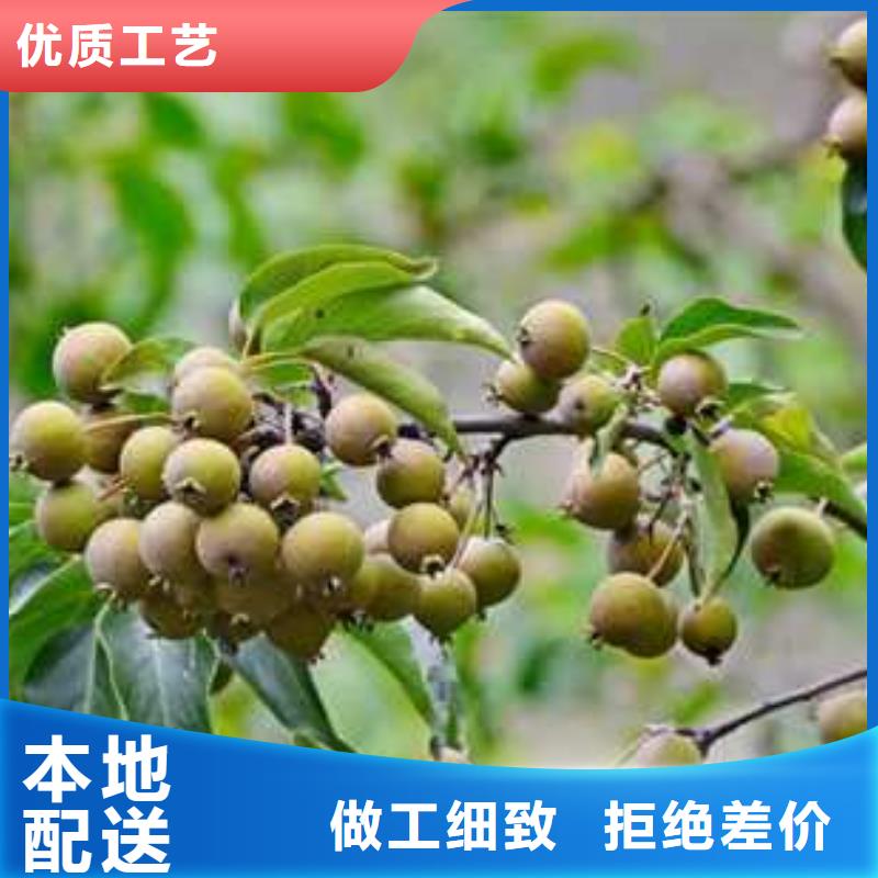 杜梨新梨7号梨树苗现货满足大量采购