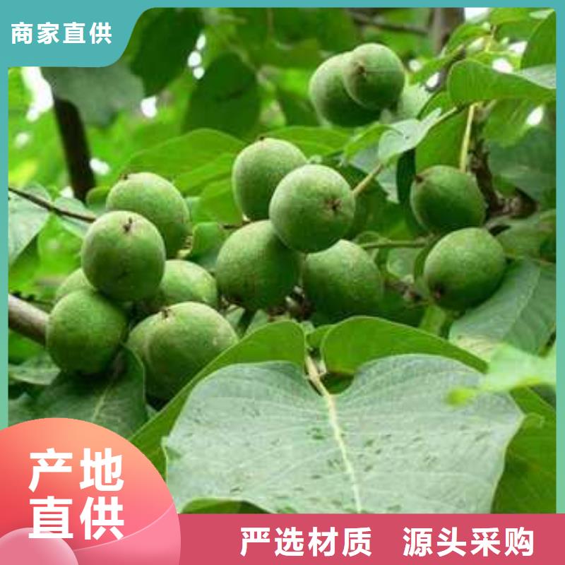 杜梨-毛桃苗品质优选