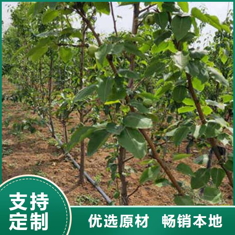 杜梨-毛桃苗品质优选