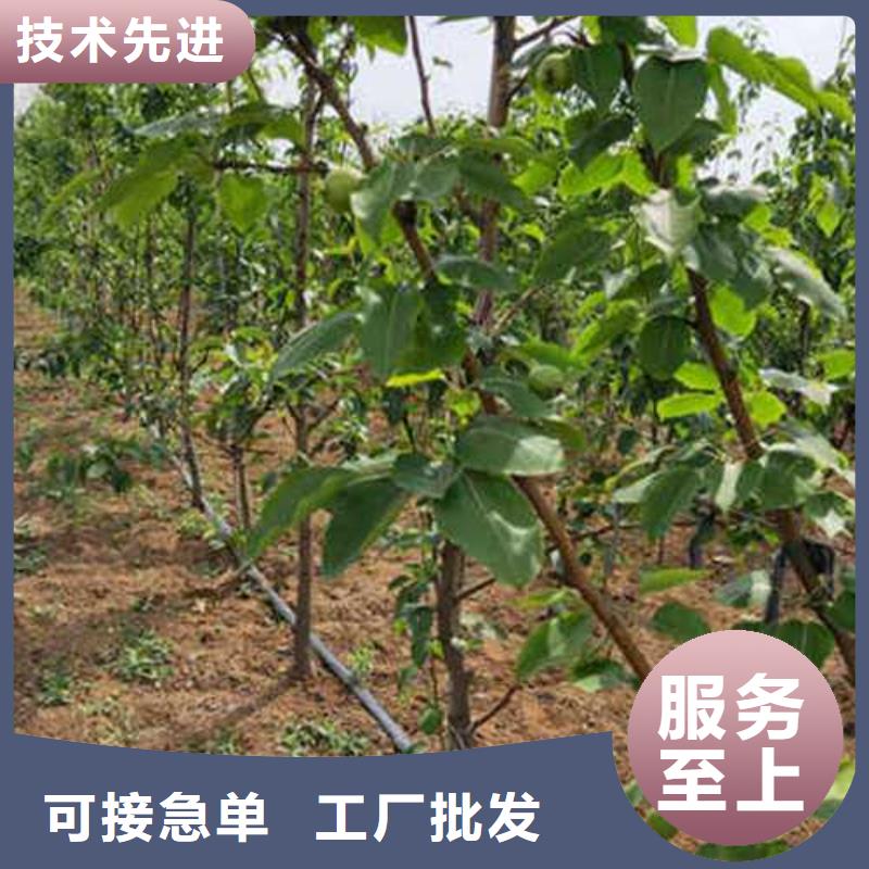 杜梨_新梨7号梨树苗源头厂家量大价优