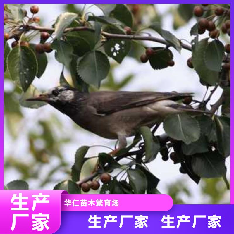 杜梨-毛桃苗品质优选