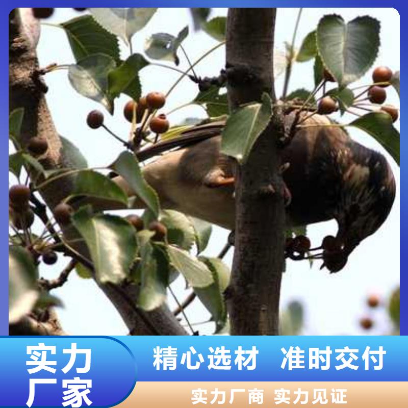 杜梨-毛桃苗品质优选