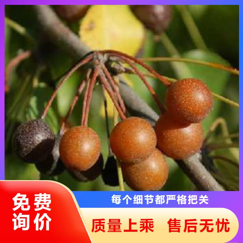 杜梨_新梨7号梨树苗源头厂家量大价优