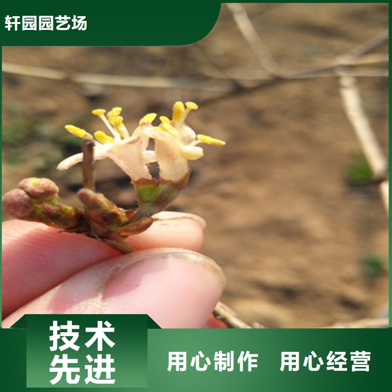 杈杷果石榴树苗专注细节专注品质
