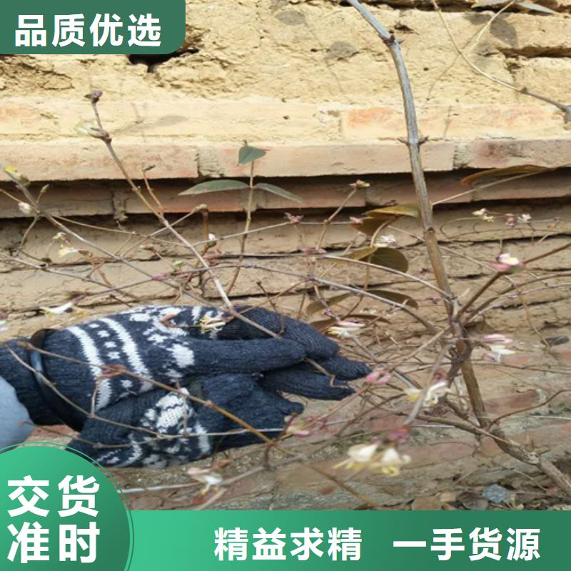 杈杷果石榴树苗专注细节专注品质